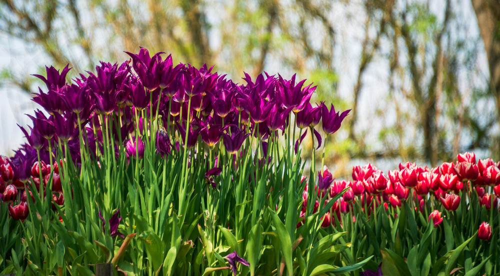Ez egy kép a szlovéniai Volčji Potok Arborétumban található lila és piros tulipánokról.
